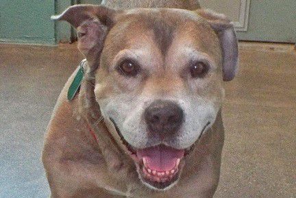 Adopt a friend: Dusty